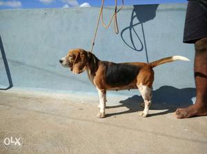 Beagle female