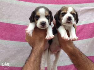 Beagle show quality pup with brilliant marking