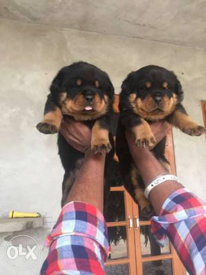 Best bloodline Rottweiler puppies available at