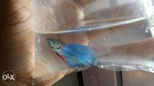 Betta fish good color 120rs each
