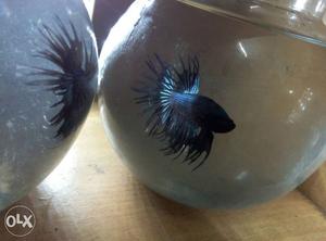 Betta fishes for sale