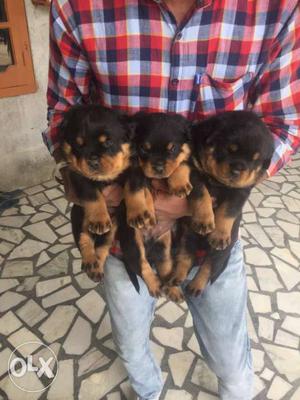 Big size Rottweiler puppies available at low
