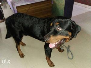 Black And Brown Dog