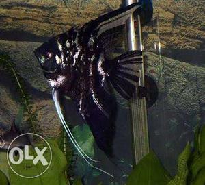 Black And Silver Angel Fish big size