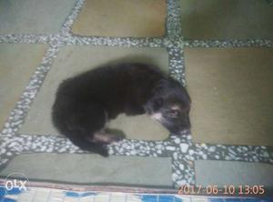 Black And Tan double Coat german shaperd Puppy female