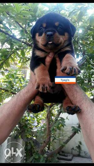 Black And Tan genius mind breed Rottweiller Puppy all breed