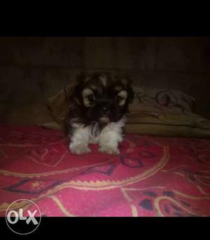 Black And White Long Coated lhasa apso Puppy all breed pupp