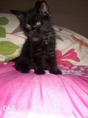 Black Bombay Kitten