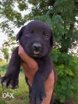 Black Coated Puppy