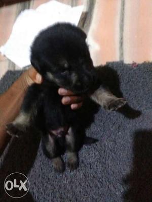 Black-and-tan German Shepherd Puppy