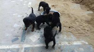 Black-and-tan Rottweiler Puppy Litter, lebrador