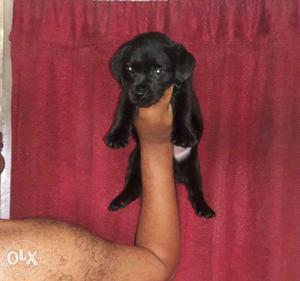 Black top quality Labrador female