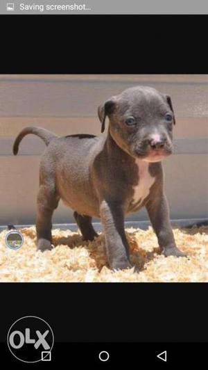 Blue American Pit Bull Terrier Puppy Screenshot