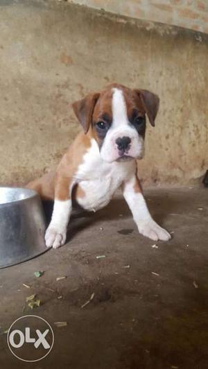 Boxer females sale or exchange with good breed