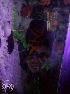 Brown And Black Fish In Clear Fish Tank
