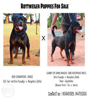 Champion Line Rottweiler Puppies Available