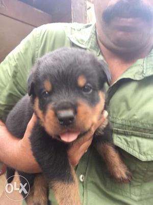 Champion blood line rottweiler puppies..male and