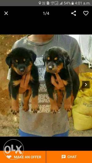 Champion line Rot female puppiesfor sale in pune