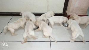 Cute and 45 days original labrador puppies..