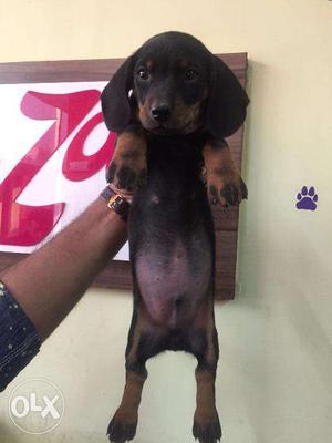 Dachshund Male Female Puppies available