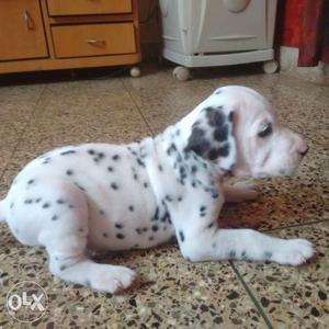 Dalmatian puppy.Male pure breed