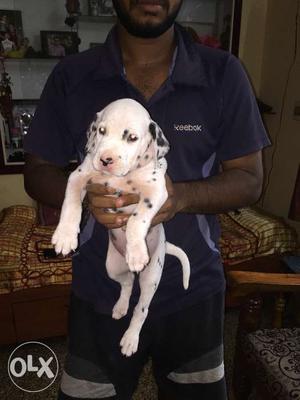Dalmatian puppy fr sle,