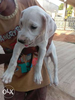 Dalmation puppy two month old two female liver