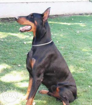 Doberman male redy mitting charge  only