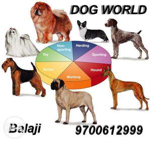 Dog world all type of puppies sales & purchase