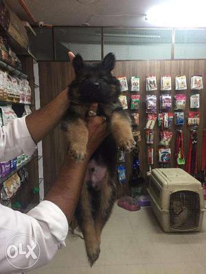 Double coat German Shepherd Male Female Available at Pet Zoo