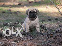 English mastiff puppies available for sell with paper