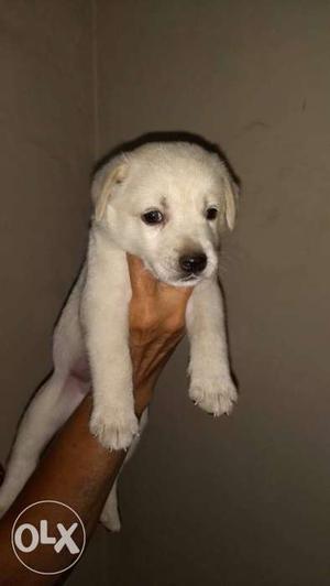 Excellent quality male Labrador Puppy