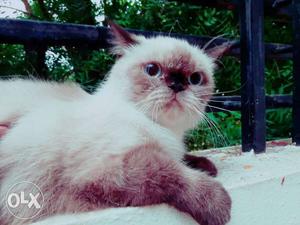 Exotic short hair female pregnant cat for sale