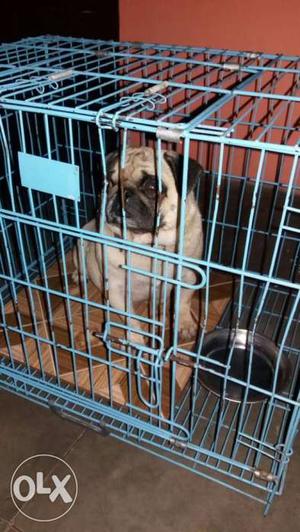 Fawn Pug In Blue Steel Pet Crate