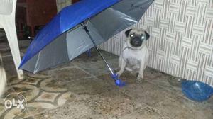 Fawn Pug female age 13 month