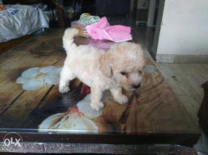 Fawn Toy Poodle Puppy