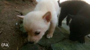 Female - 1 month - white & black.Call me if