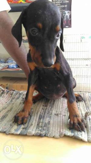 Female Dober puppies only available if interested