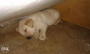 Female Labrador puppies available
