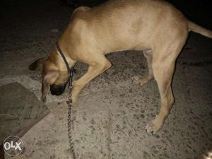 Female greatdane for sale Fawn colour and exchange lab male