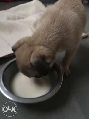 Female pug is available. Interested plz contact