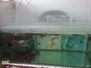 Fish tank with 3 feet steel stand
