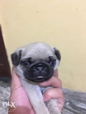 Fixed rate pug female pawn one month