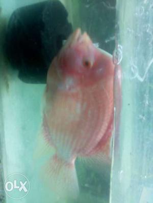 Flowerhorn femail fish