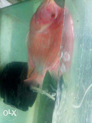 Flowerhorn pink fish becose out of space in my