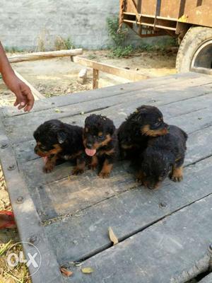 Four Black-and-tan Rottweiler Puppy Litter
