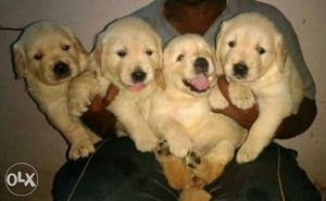 Four Golden Retriever Puppies