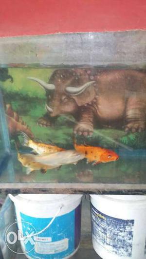 Four Silver And Orange Carp Fishes