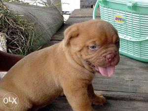 French Mastiff pups import lineage male rs  n female rs