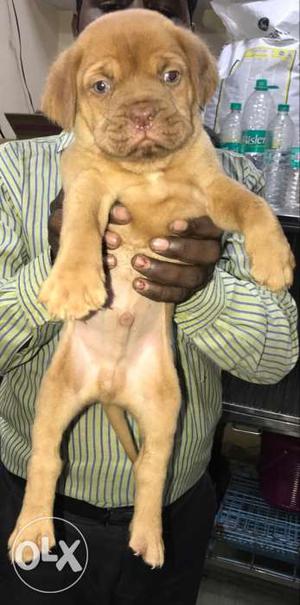 French mastiff male puppy available 39 days old